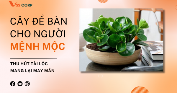 Cây để bàn làm việc cho người Mệnh Mộc – Thu Hút Tài Lộc, May Mắn