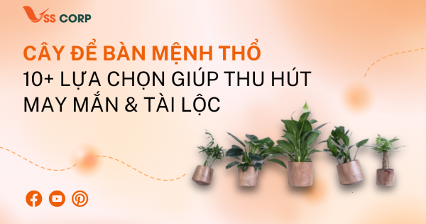 Cây để bàn mệnh Thổ: 10+ lựa chọn giúp thu hút may mắn và tài lộc