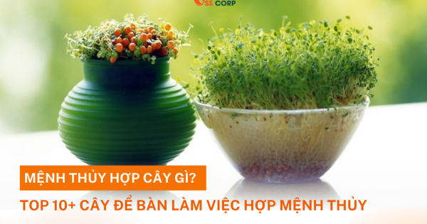 Mệnh Thủy hợp cây gì? Top 10+ cây để bàn làm việc hợp mệnh Thủy