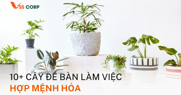 10+ Cây để bàn làm việc hợp Mệnh Hỏa – Lựa chọn theo Phong Thủy